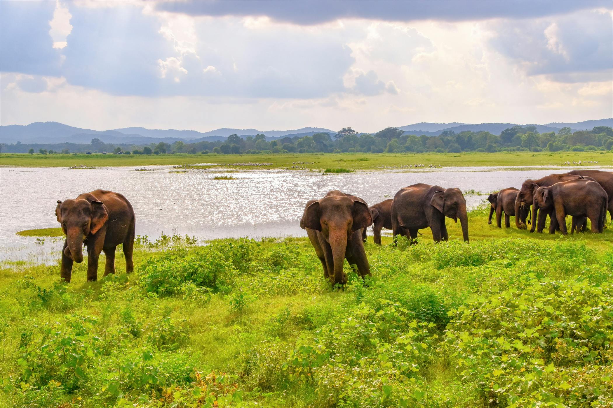 Udawalawe National Park, Sri Lanka