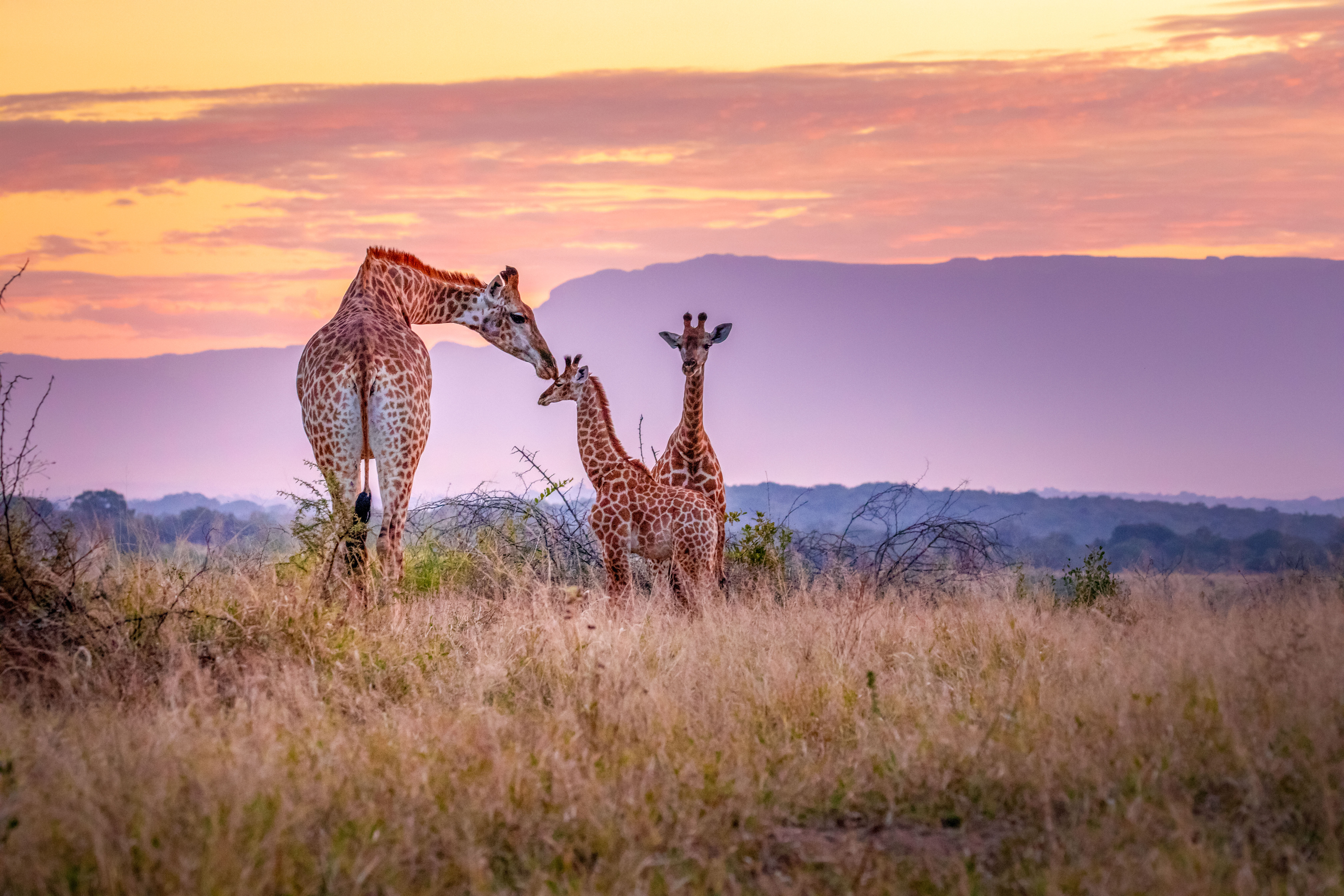 Self-drive tour door Zuid-Afrika langs Panoramaroute met safari