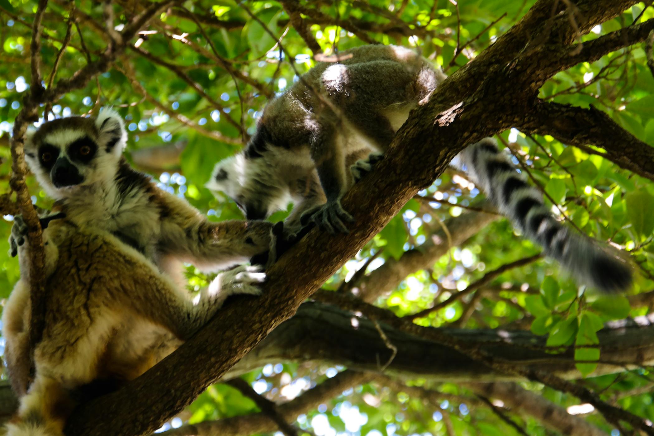 Madagascar is home to many endemic species - spot the ring tailed Lemur in Ranomafana National Park!