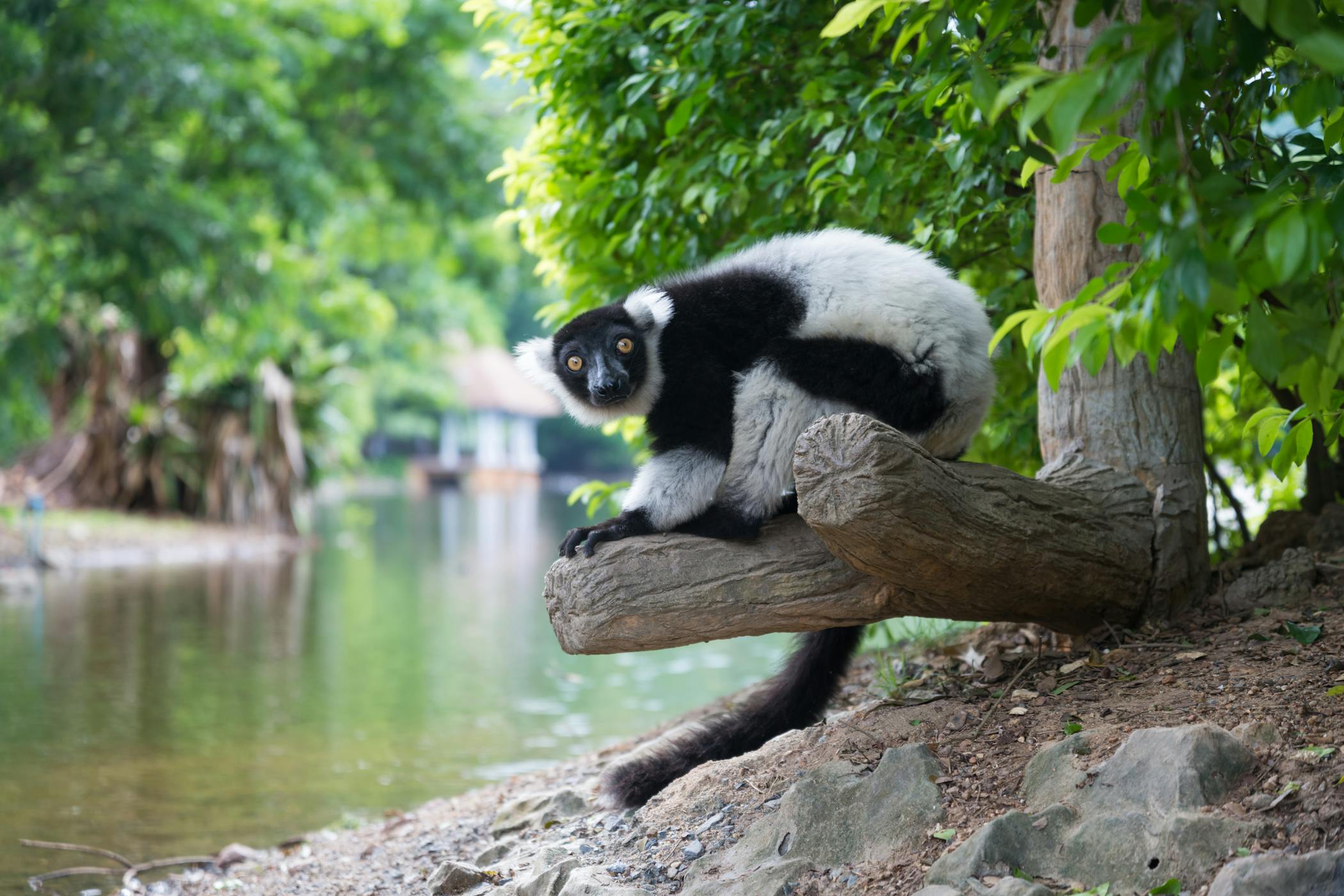 A black and white collar lemur in the wild in Andisabe