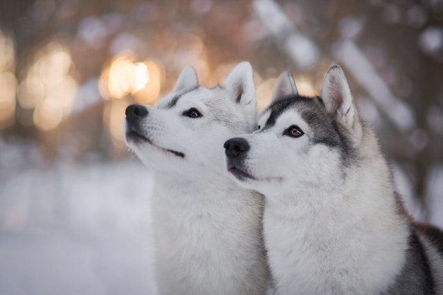 Ferie zimowe z psem w górach — urokliwe hotele przyjazne zwierzętom