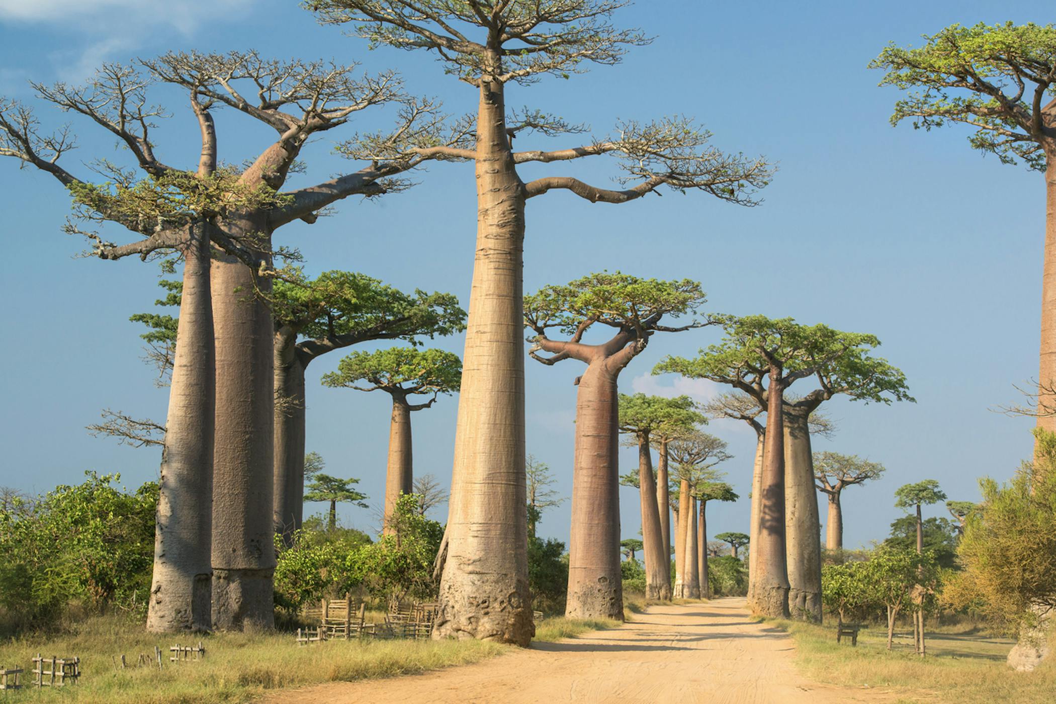 Book an optional excursion to the Reniala Baobab Forest on day 10