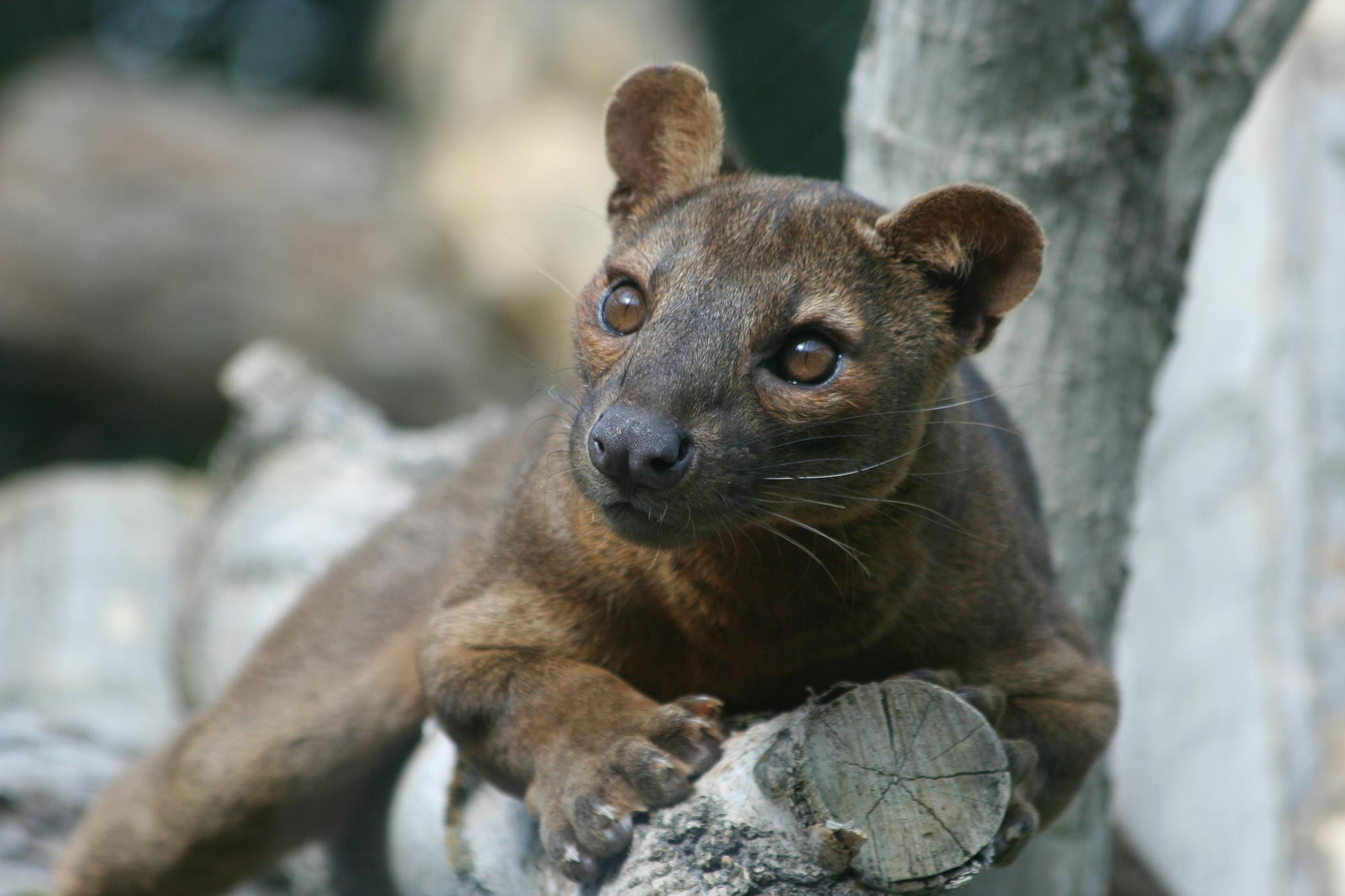 A fossa in the wild: one of the most elusive of Madagascar's residents!