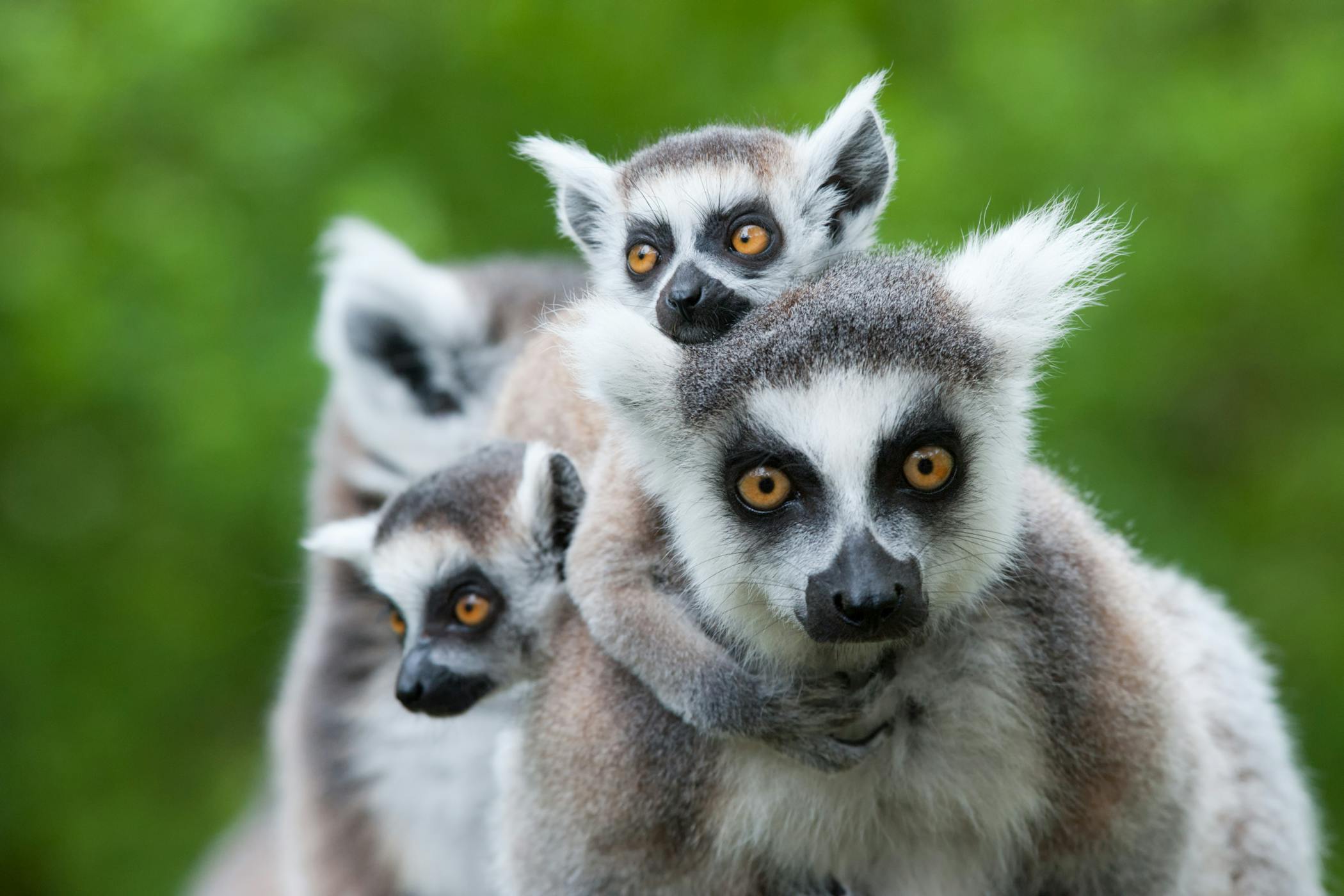 Will you spot the most famous Madagascan resident?