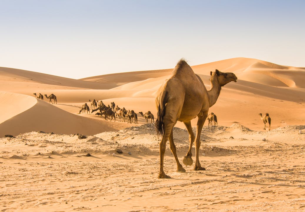 Оазис животные. Одногорбый верблюд ОАЭ. Мехари верблюд. Верблюд пустыни Негев. Абу Даби верблюд.