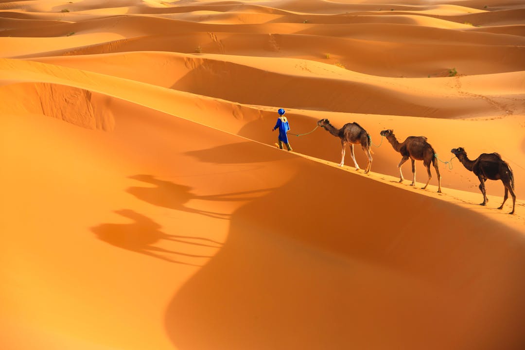 Караван остановился. Караван марокканских верблюдов дромедаров. Марокко пустыня Караваны. Марокко пустыня сахара. Марокко Саванна.