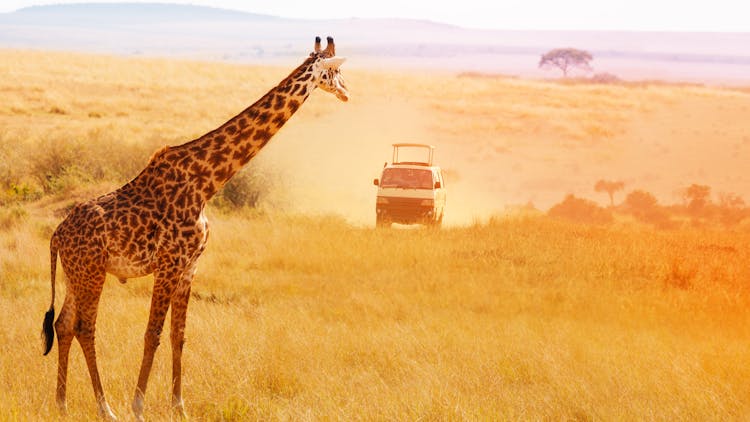kenya safari and beach package holidays
